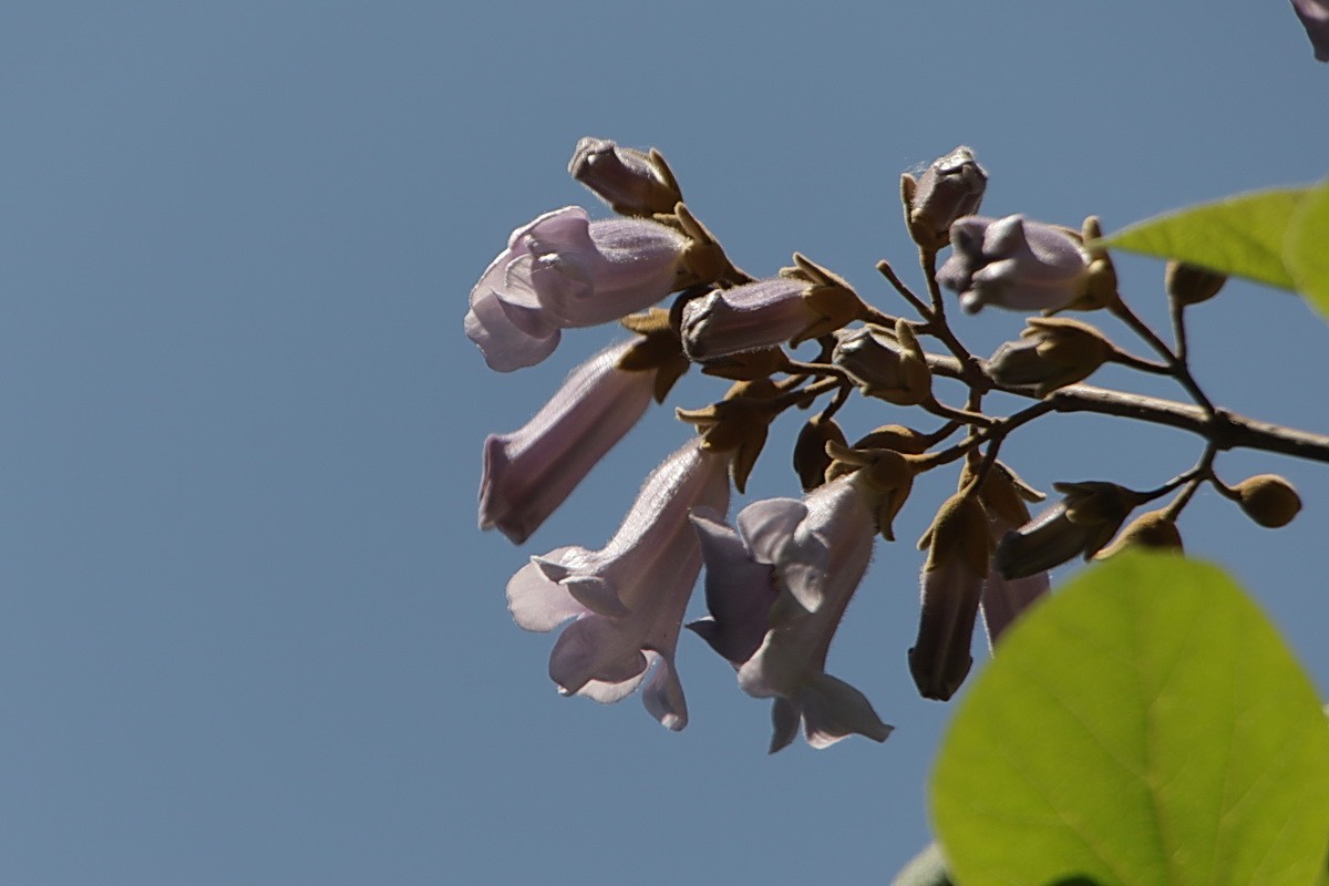 关东百花园（376）——泡桐花（2025）