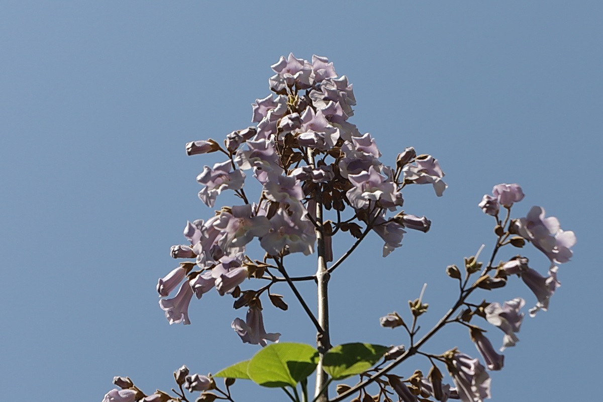 关东百花园（376）——泡桐花（2025）