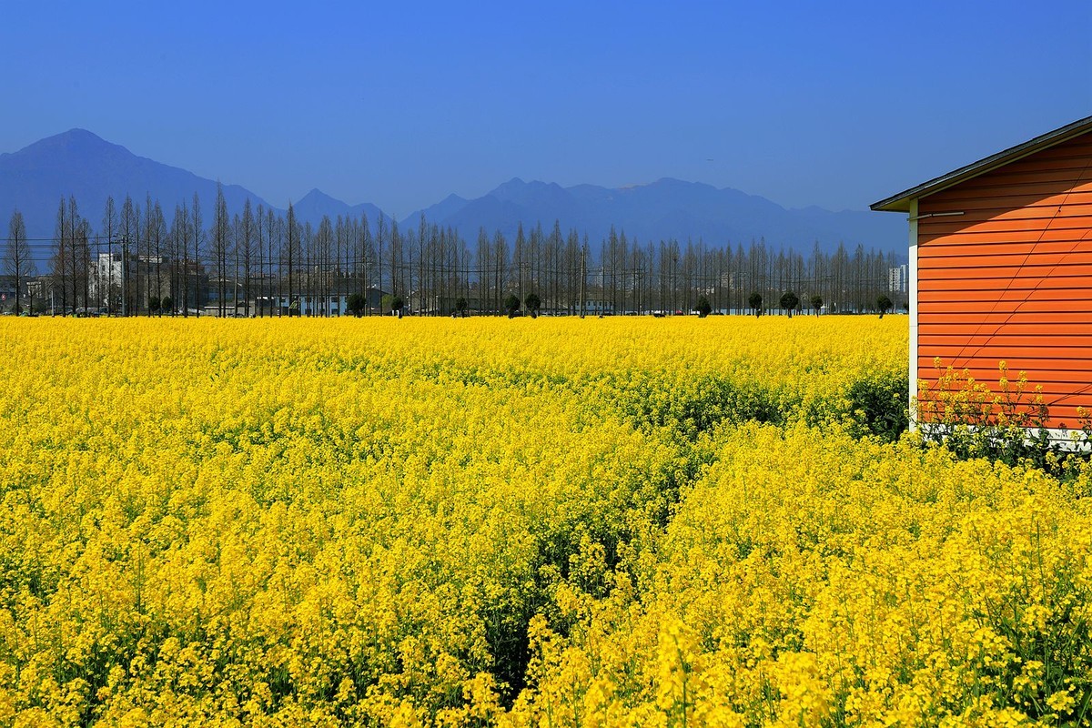 郭溪任桥村油菜花(5)