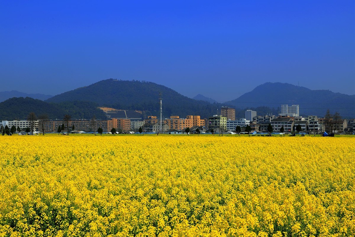 郭溪任桥村油菜花(5)
