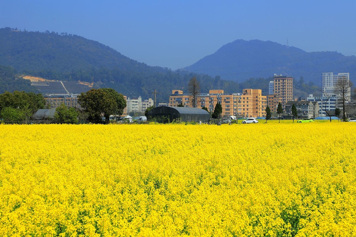 郭溪任桥村油菜花(5)