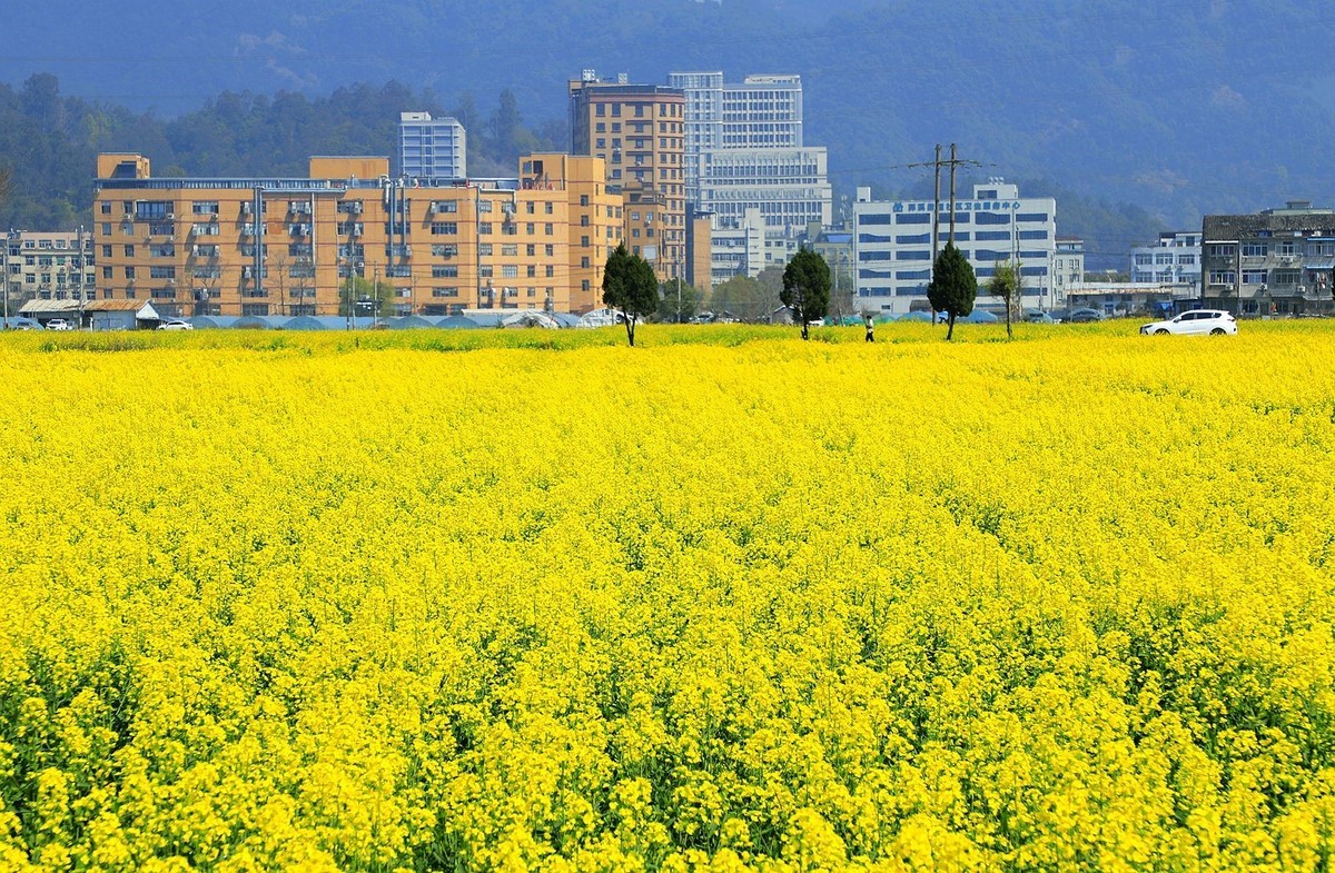 郭溪任桥村油菜花(5)
