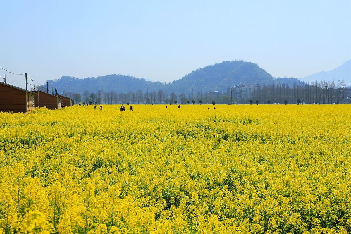 郭溪任桥村油菜花(5)