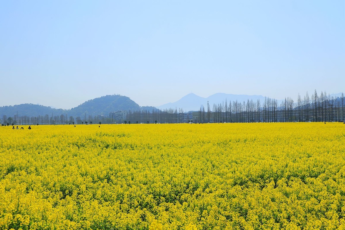 郭溪任桥村油菜花(5)