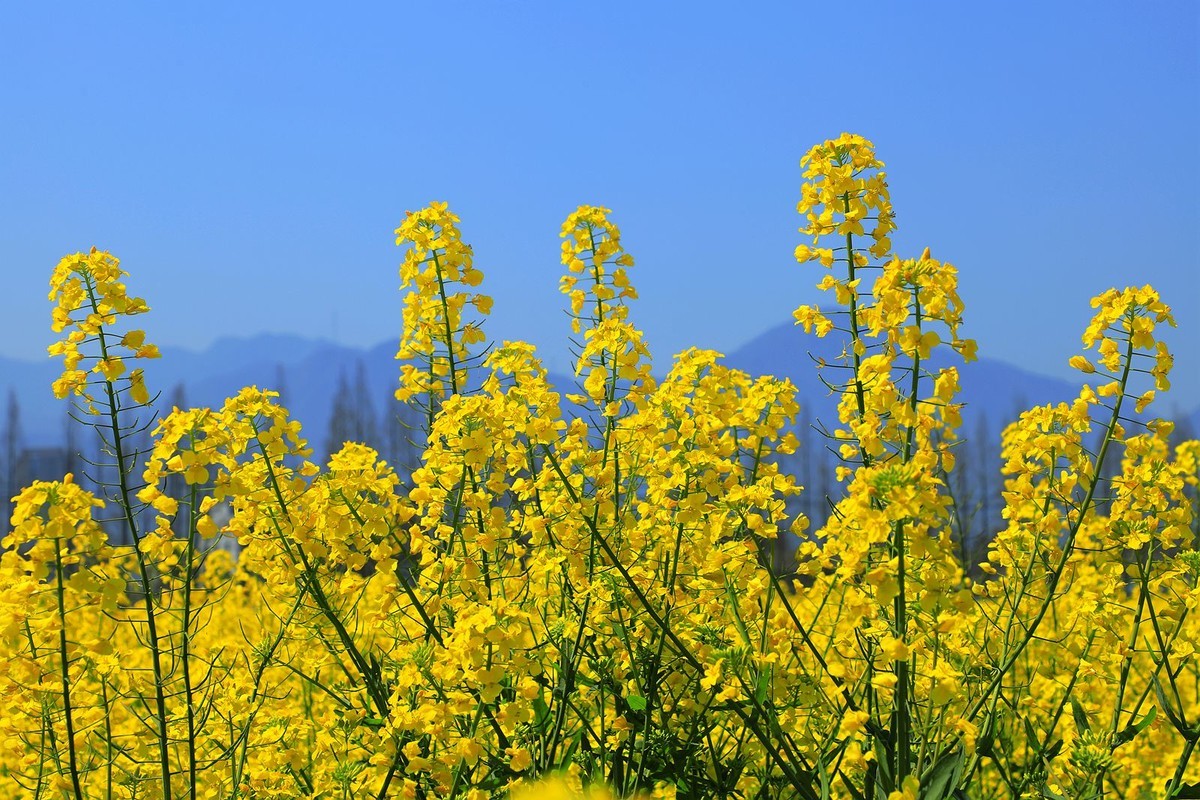 郭溪任桥村油菜花(5)