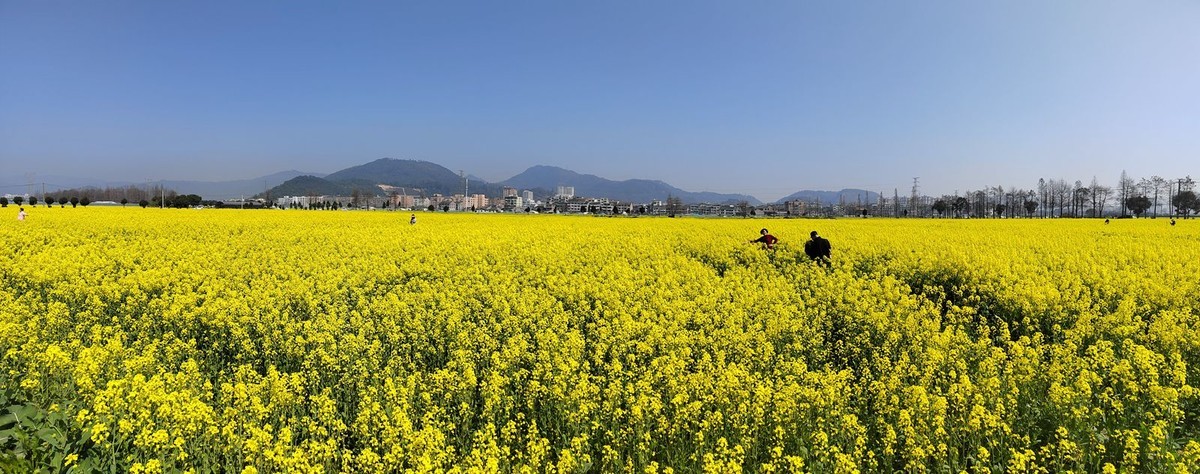郭溪任桥村油菜花(5)