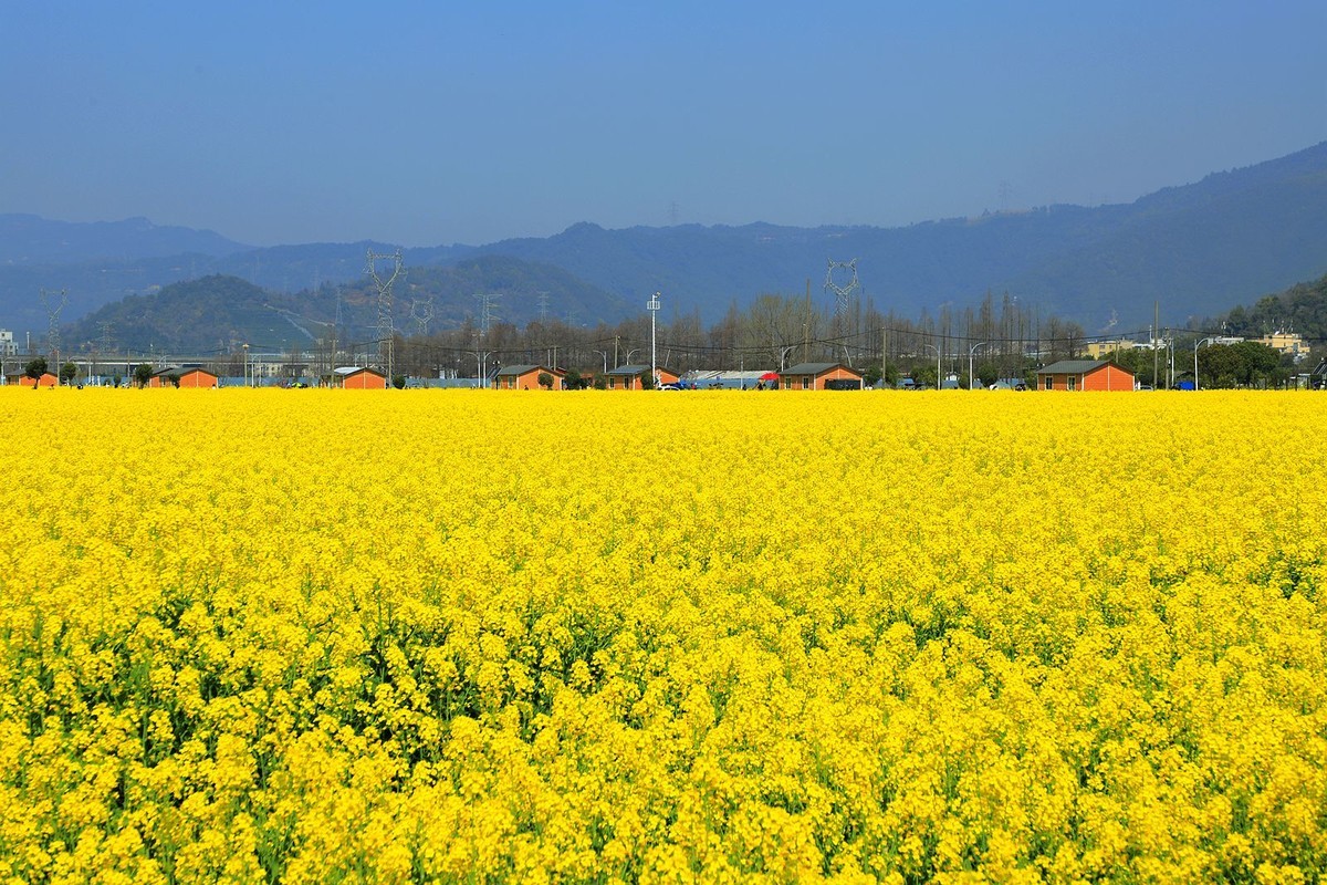 郭溪任桥村油菜花(5)