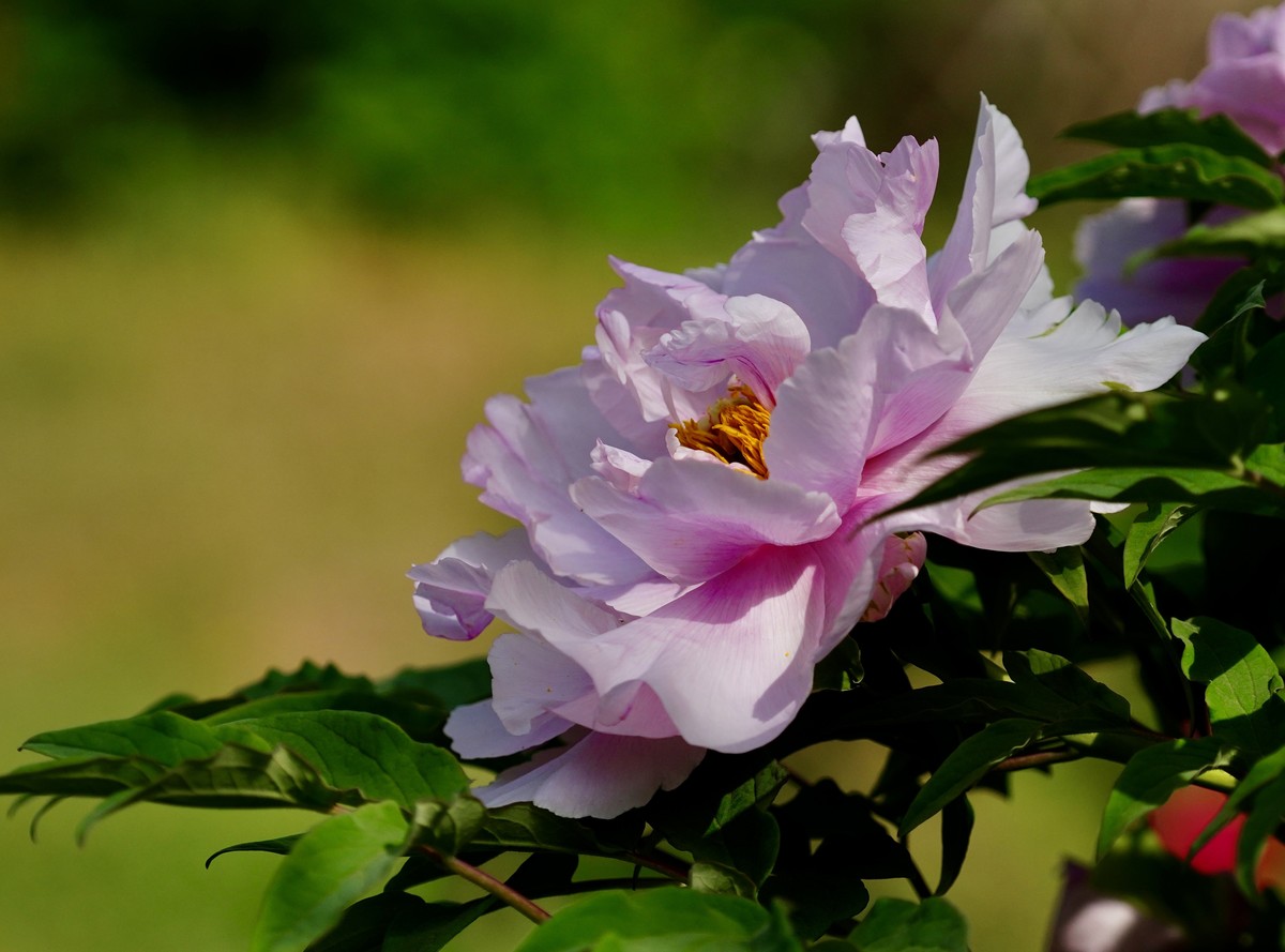 国家植物园北京植物园牡丹花