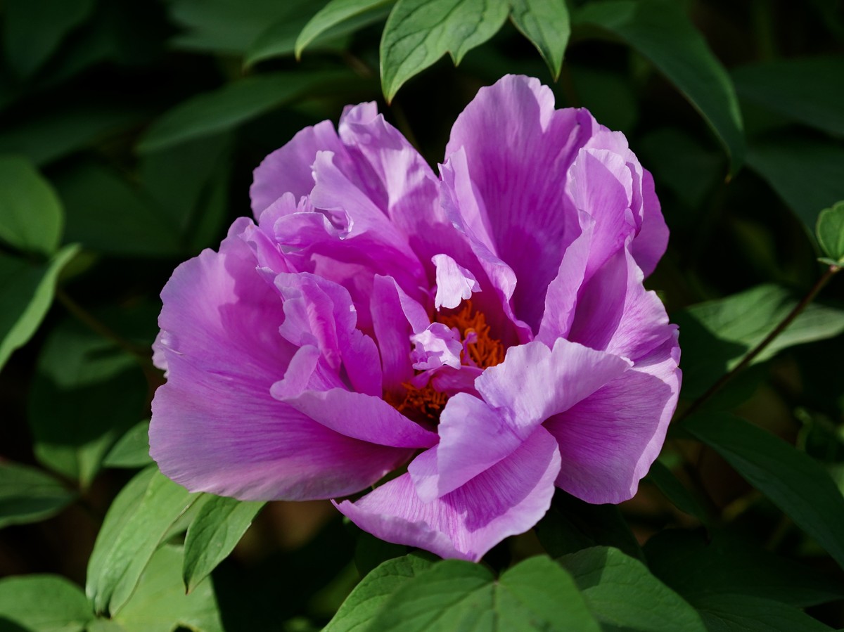 国家植物园北京植物园牡丹花