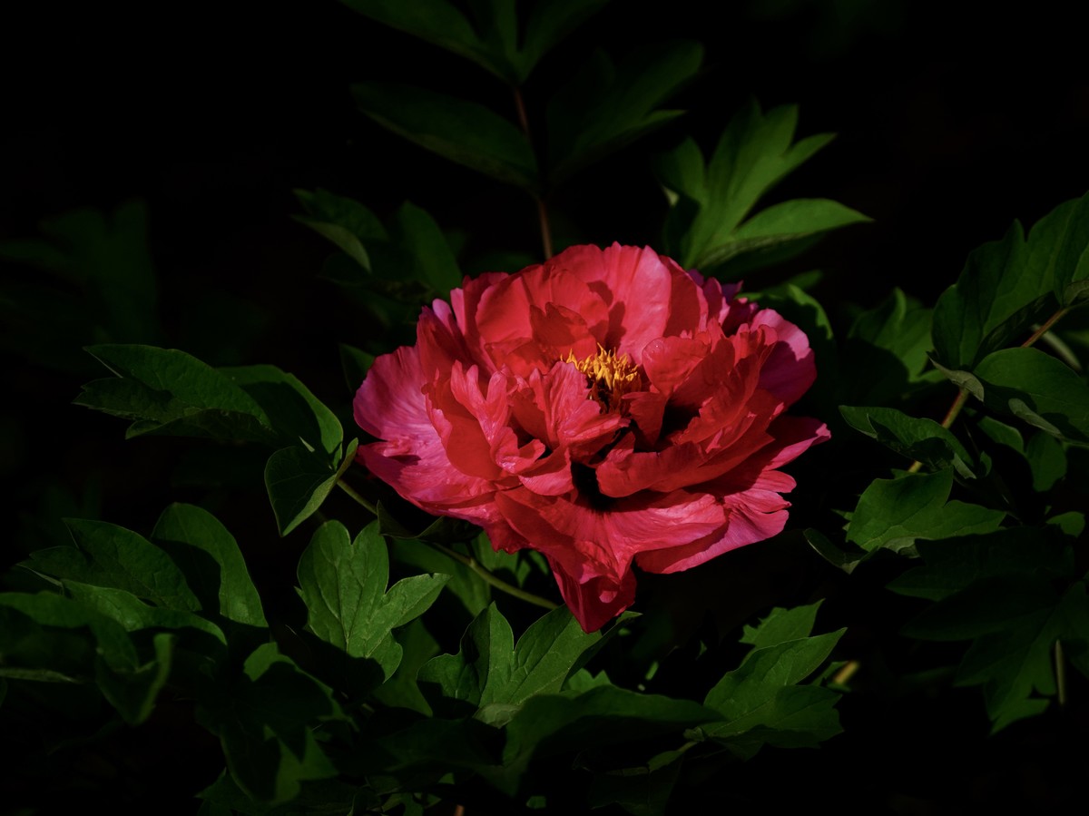 国家植物园北京植物园牡丹花