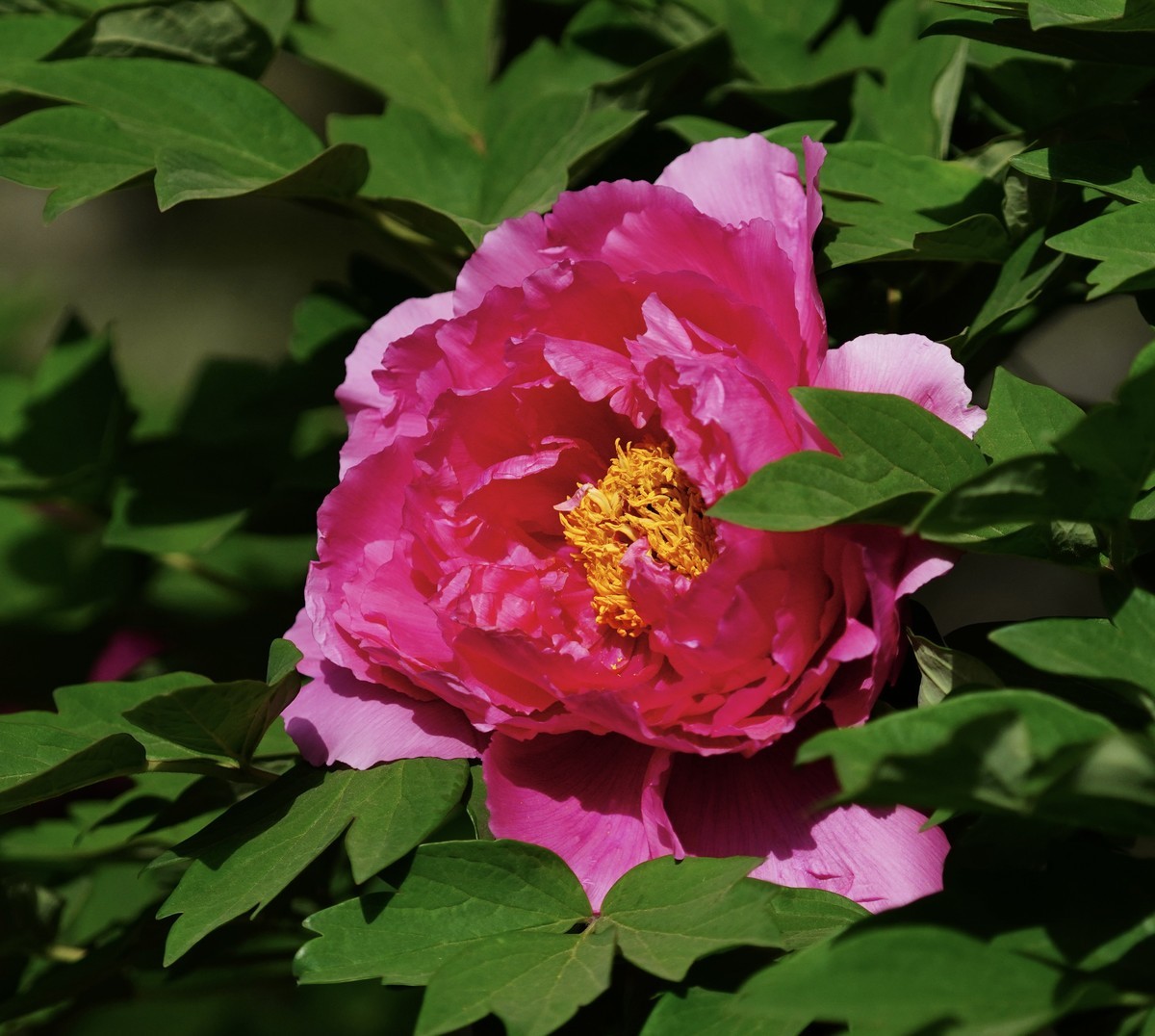 国家植物园北京植物园牡丹花