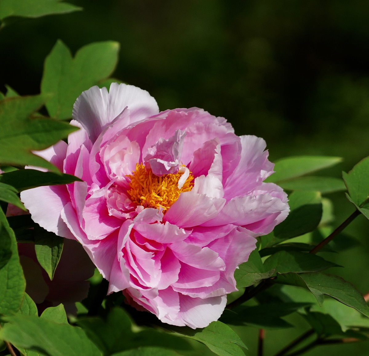 国家植物园北京植物园牡丹花
