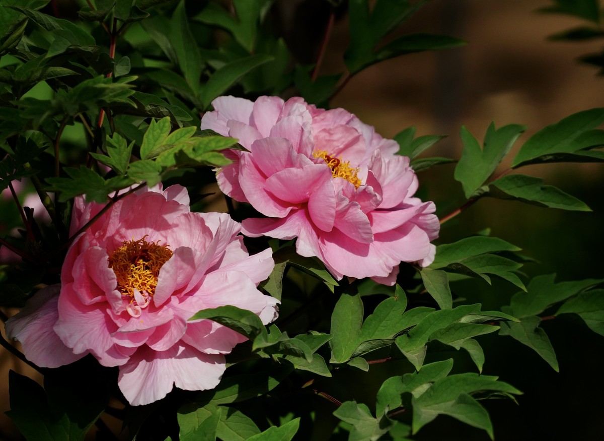 国家植物园北京植物园牡丹花