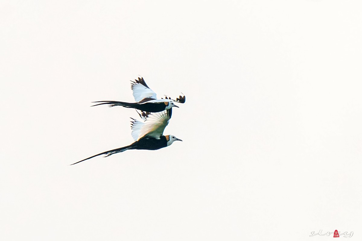 比翼双飞（水凤凰）