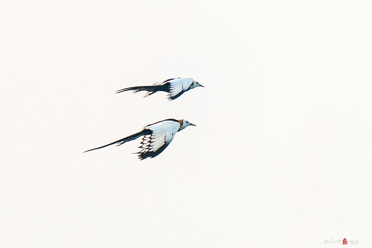 比翼双飞（水凤凰）