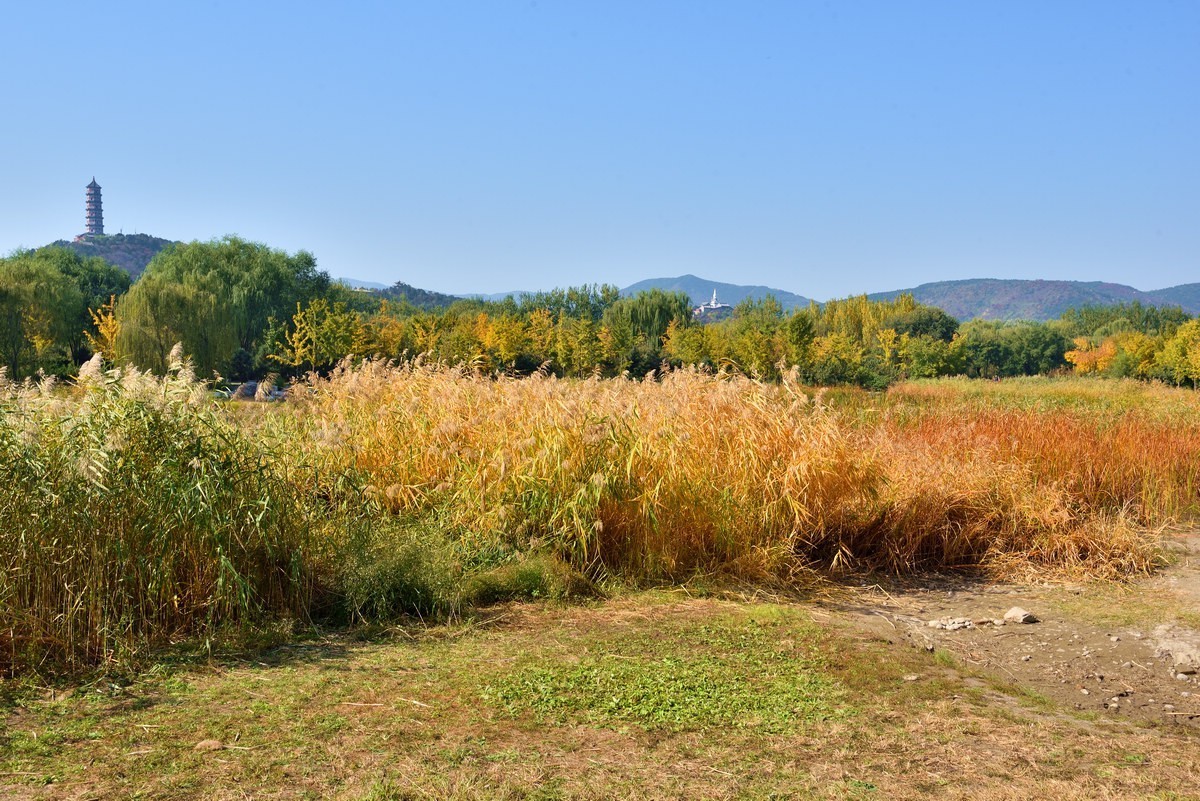 京西玉泉山下稻花飘香    1/3