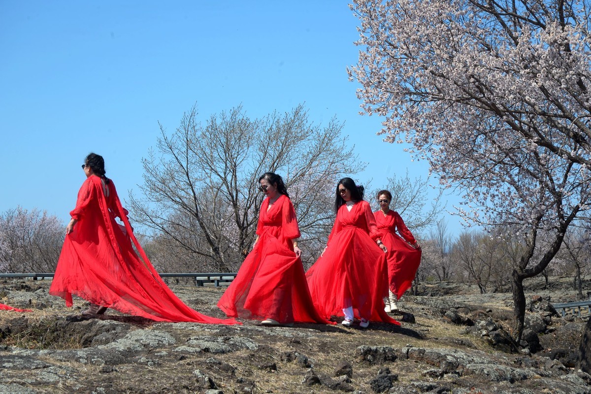 镜泊——火山岩台地杏花树林（5）