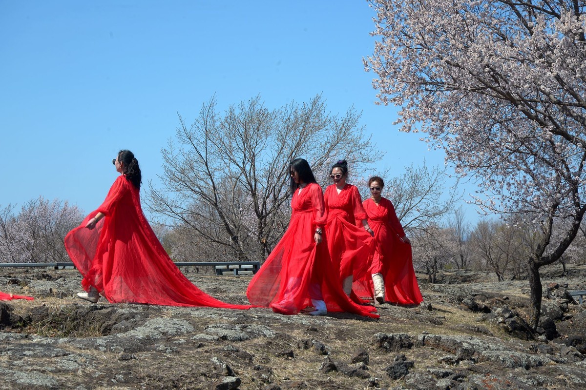 镜泊——火山岩台地杏花树林（5）