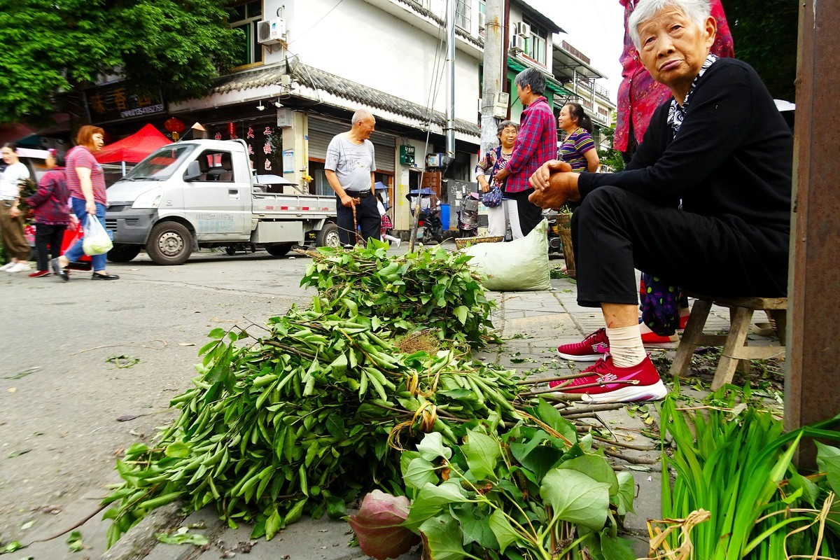 【端午节】青城山药王大道艾叶飘香