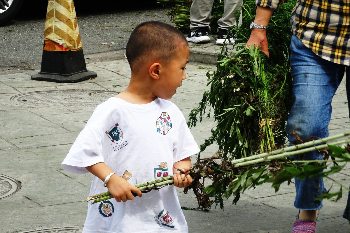 【端午节】青城山药王大道艾叶飘香