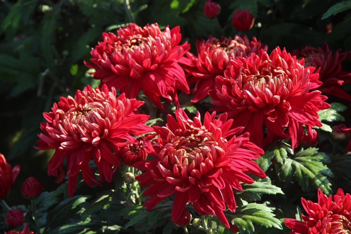 cbd公园赏菊花（3）