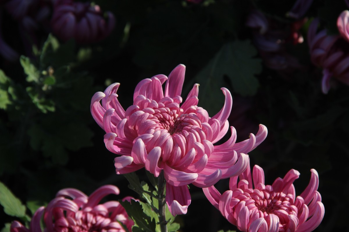 cbd公园赏菊花（3）