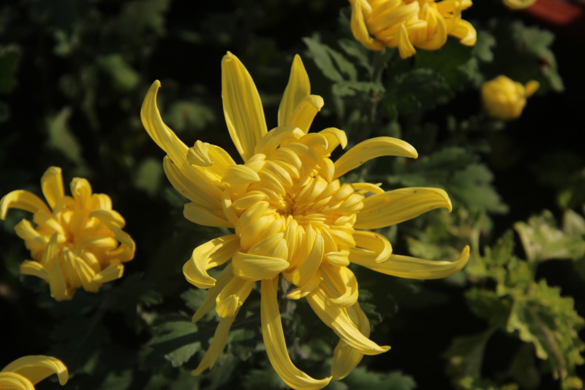 cbd公园赏菊花（3）