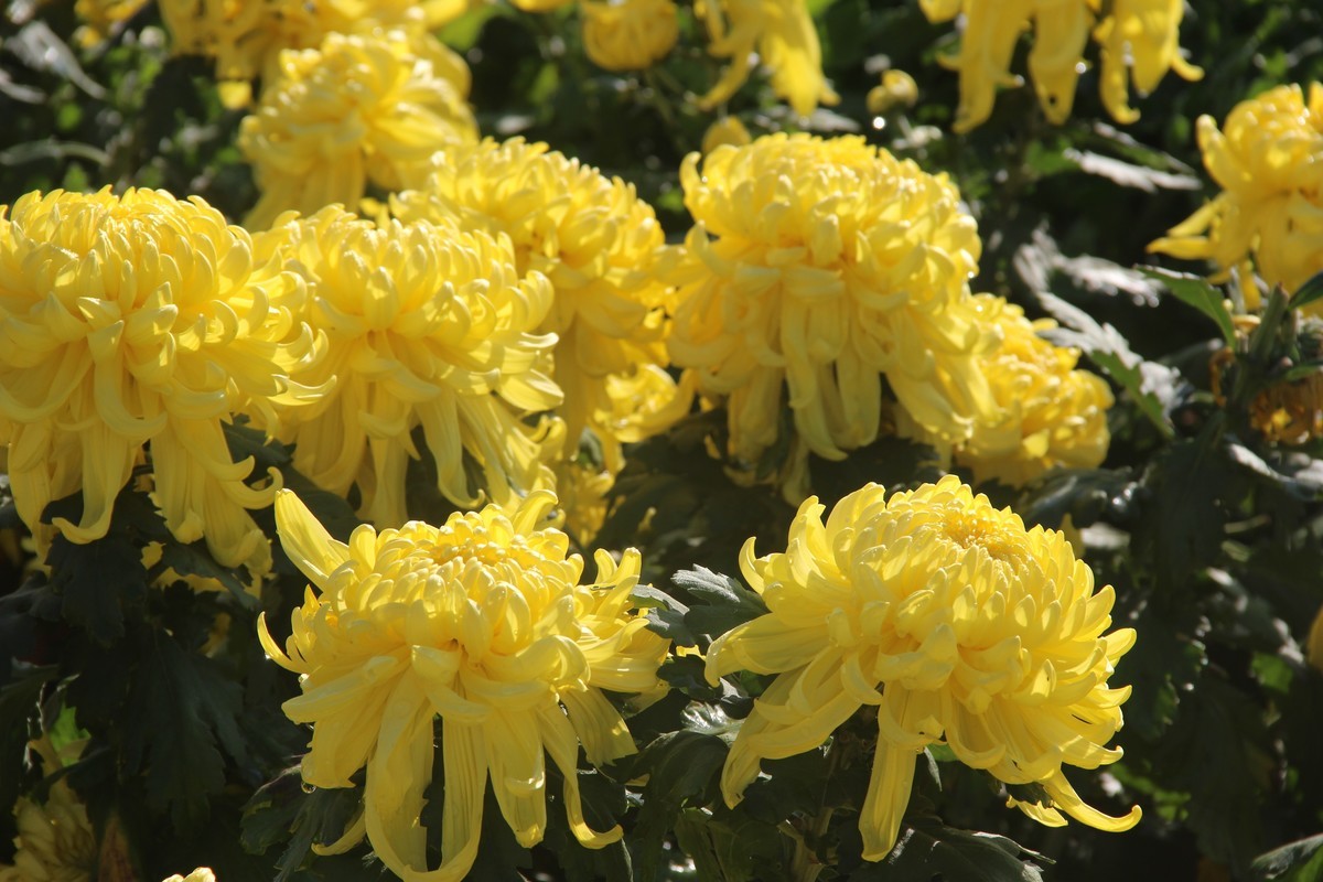 cbd公园赏菊花（3）