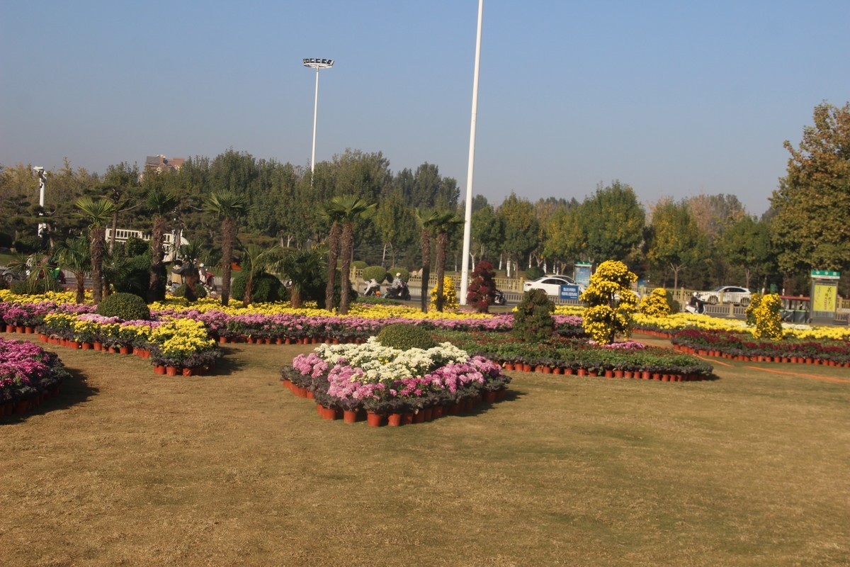 cbd公园赏菊花（3）