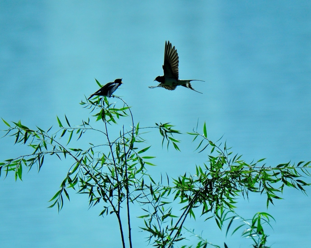 【视觉光影】小燕子（7）