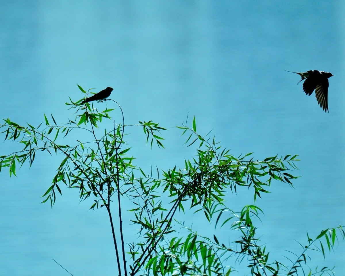 【视觉光影】小燕子（7）