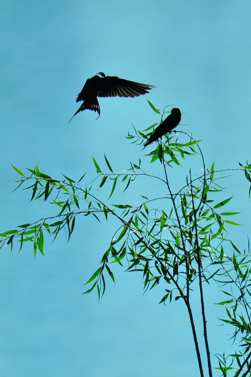 【视觉光影】小燕子（7）