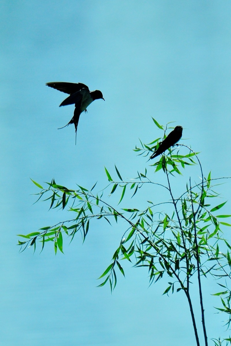 【视觉光影】小燕子（7）