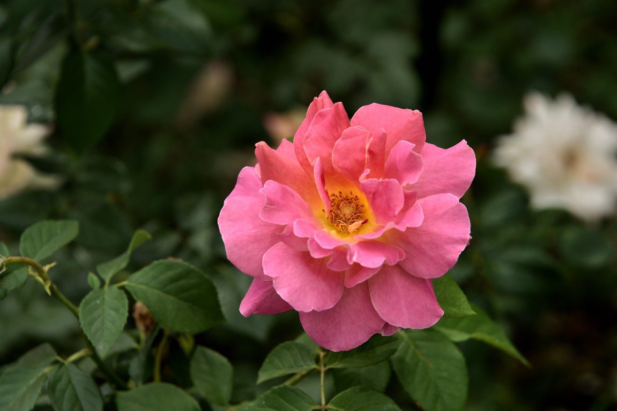 夏日新疆中部环线游拍——回到乌鲁木齐【1】