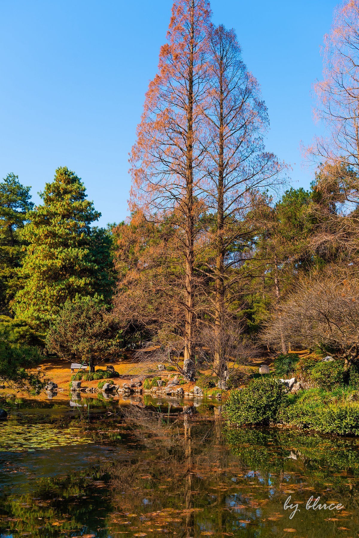 西湖冬景（15）