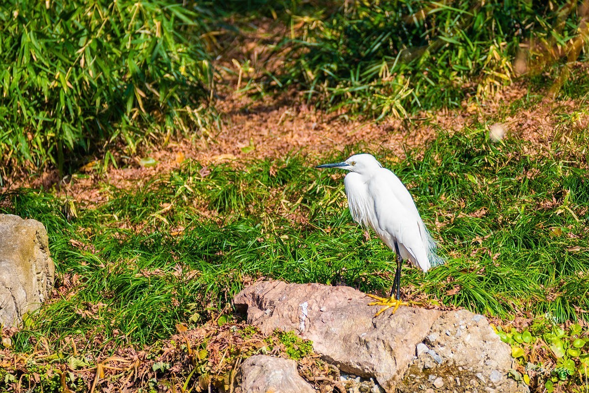 西湖冬景（15）