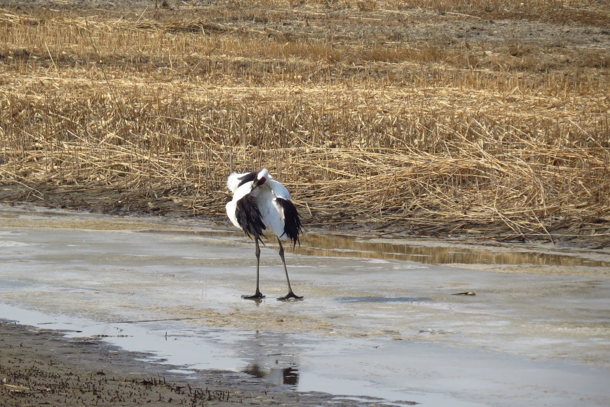 永远角湿地里孤单的丹顶鹤