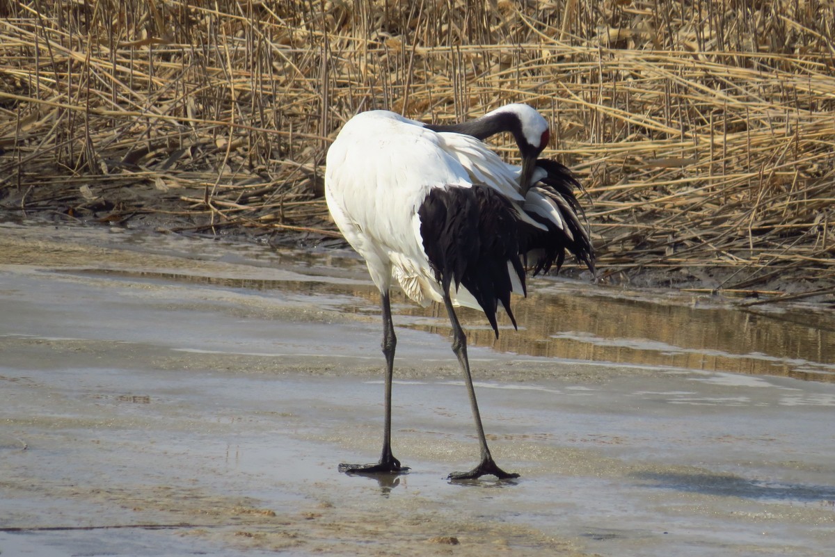 永远角湿地里孤单的丹顶鹤