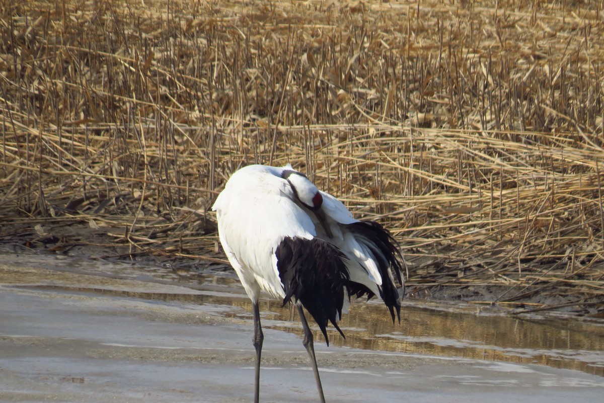 永远角湿地里孤单的丹顶鹤