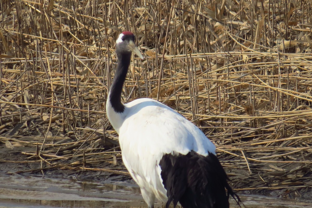 永远角湿地里孤单的丹顶鹤
