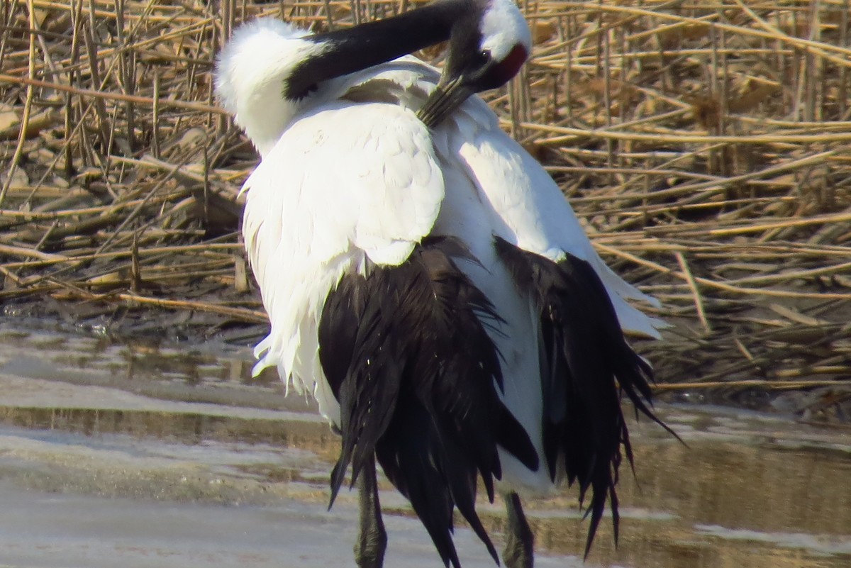 永远角湿地里孤单的丹顶鹤