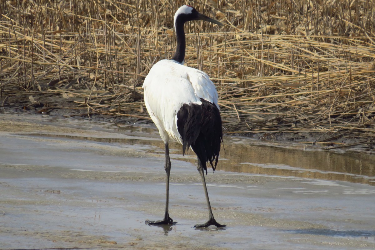 永远角湿地里孤单的丹顶鹤