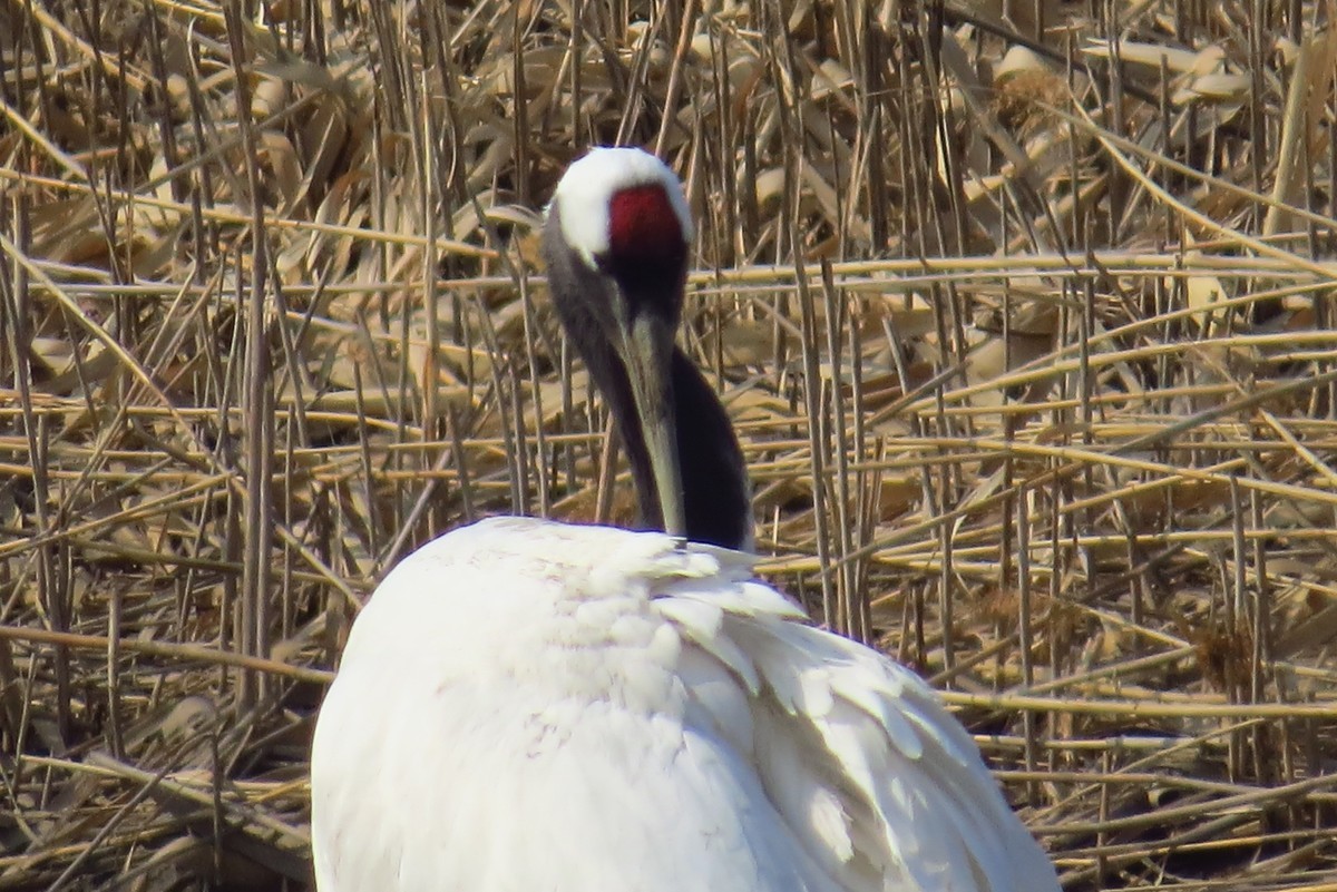 永远角湿地里孤单的丹顶鹤