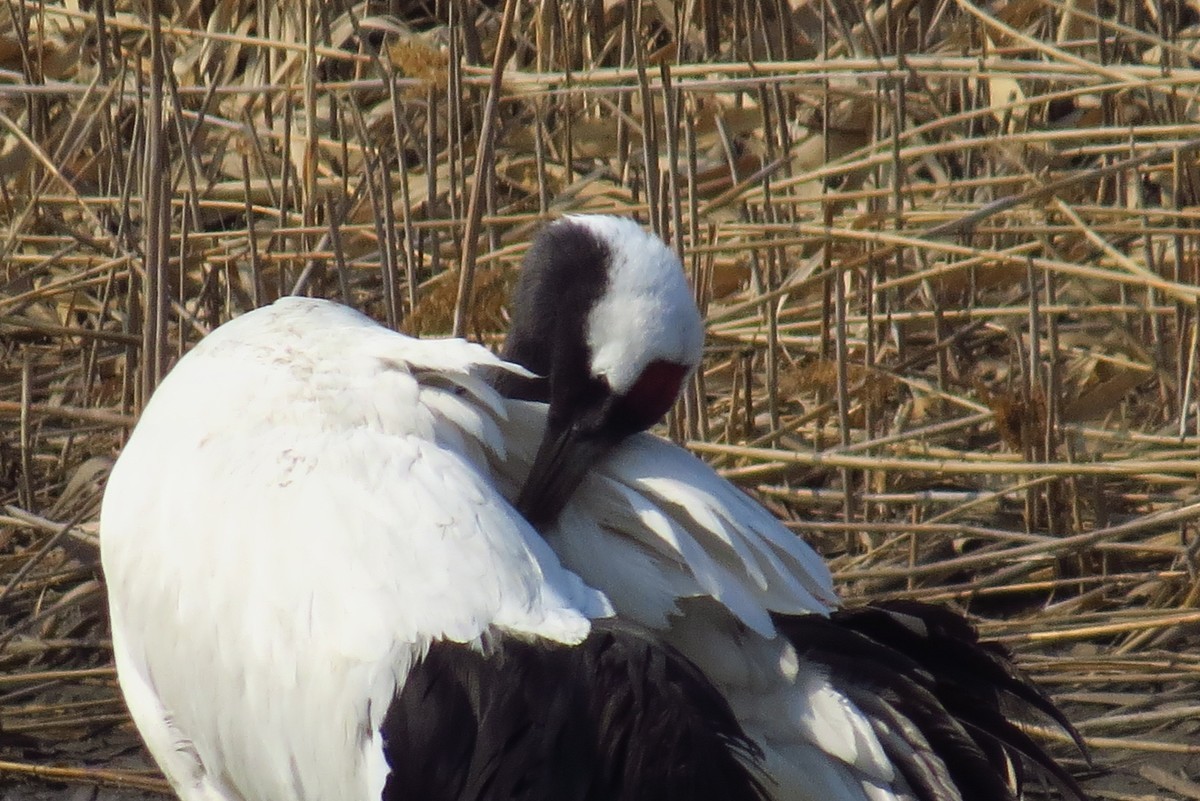 永远角湿地里孤单的丹顶鹤