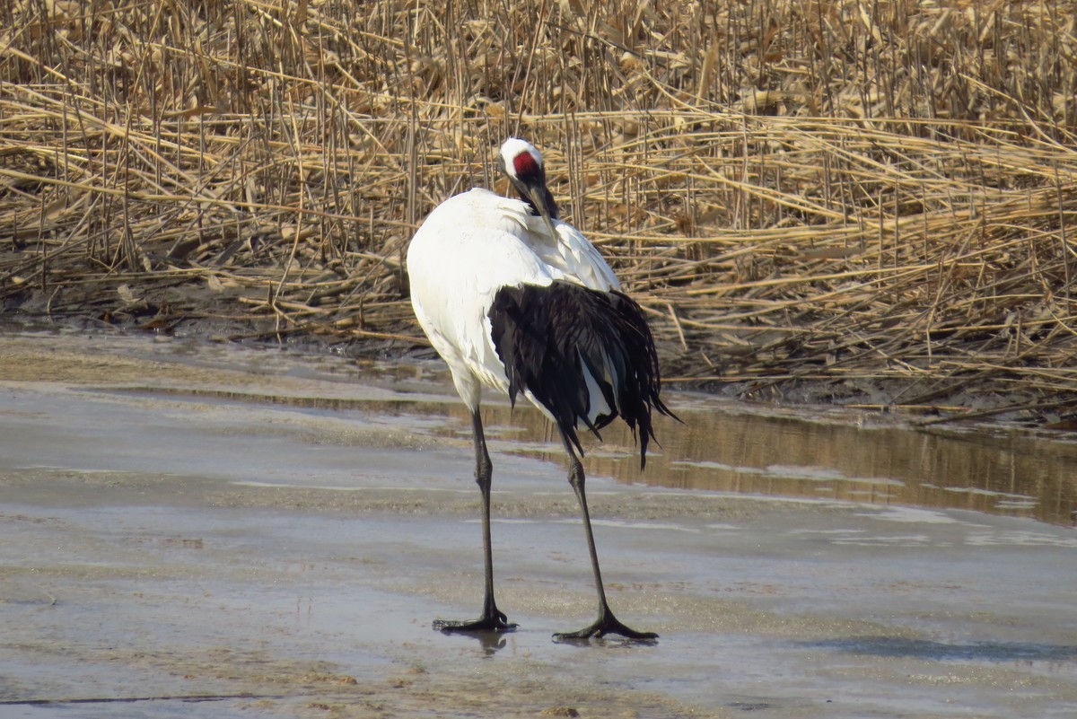 永远角湿地里孤单的丹顶鹤