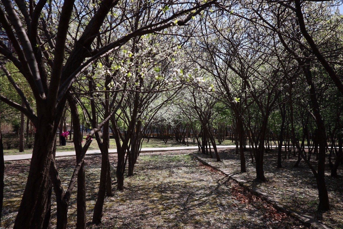 5.2日---公园漫步