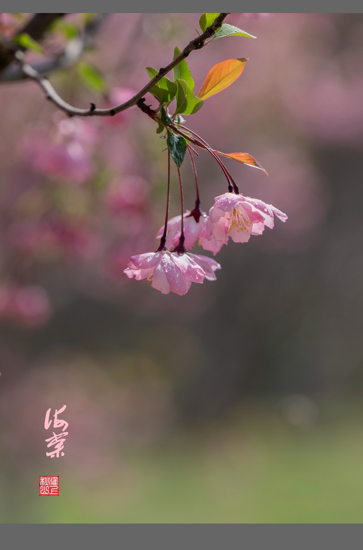 光影海棠花-中关村在线摄影论坛