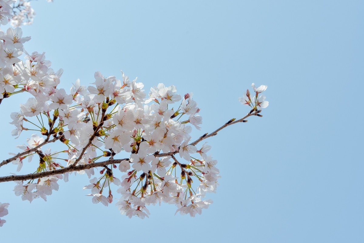 醉美人间四月天