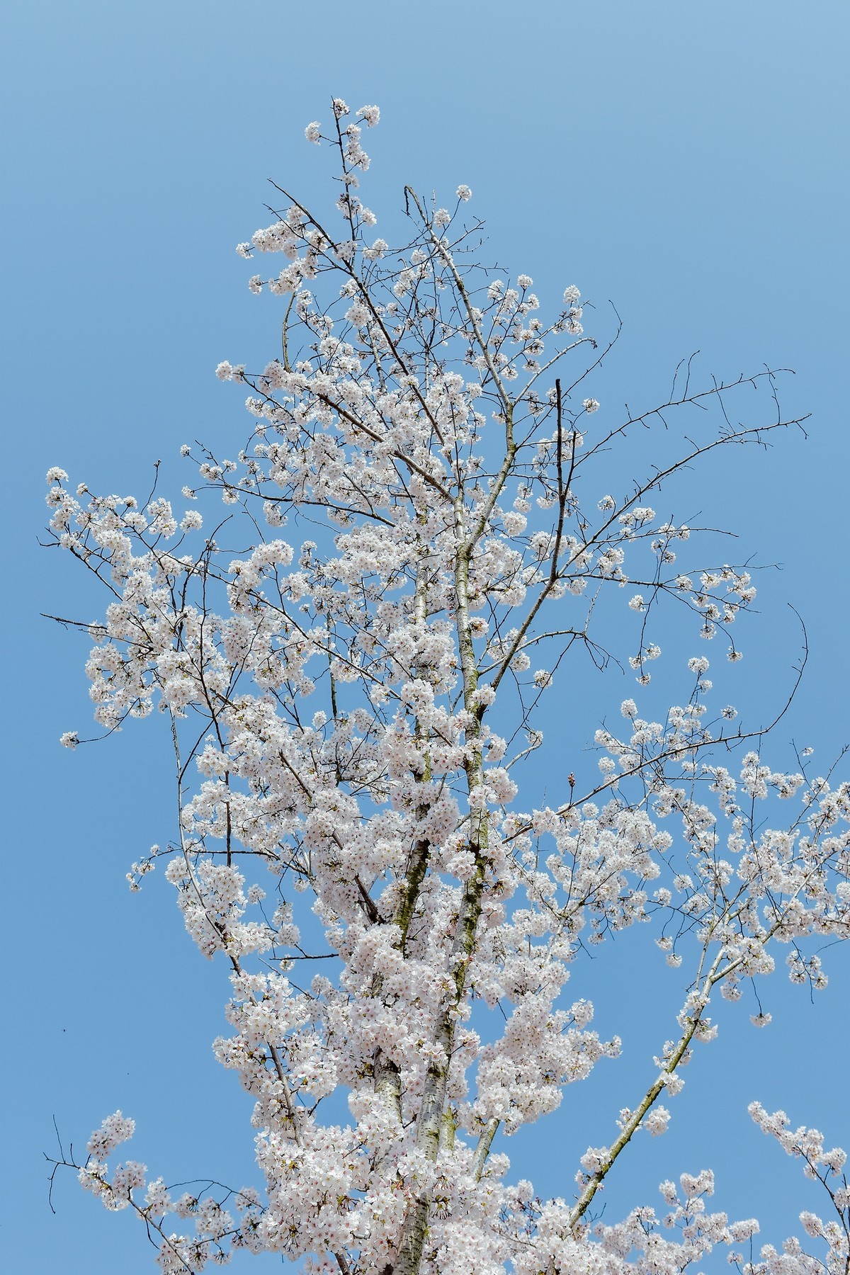 醉美人间四月天