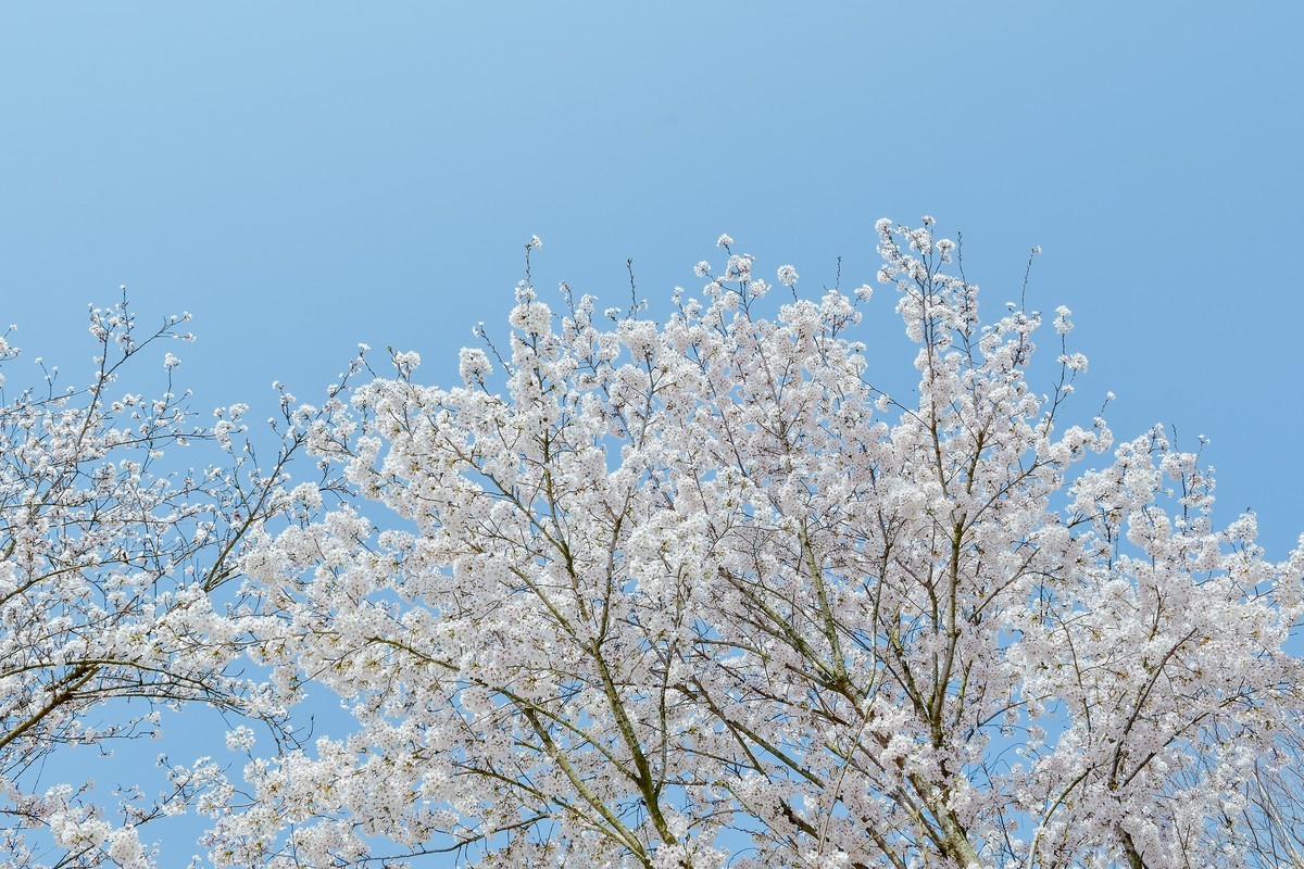 醉美人间四月天